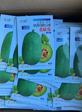 天禧老鼠瓜种子高产多汁老品种甜脆鲜美甜瓜种春秋蔬菜园瓜果种籽