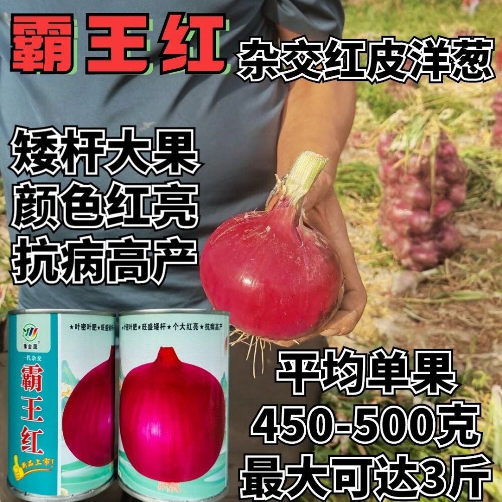 霸王红红皮洋葱种子杂交中晚熟紫皮洋葱种子抗病强耐寒大田基地种