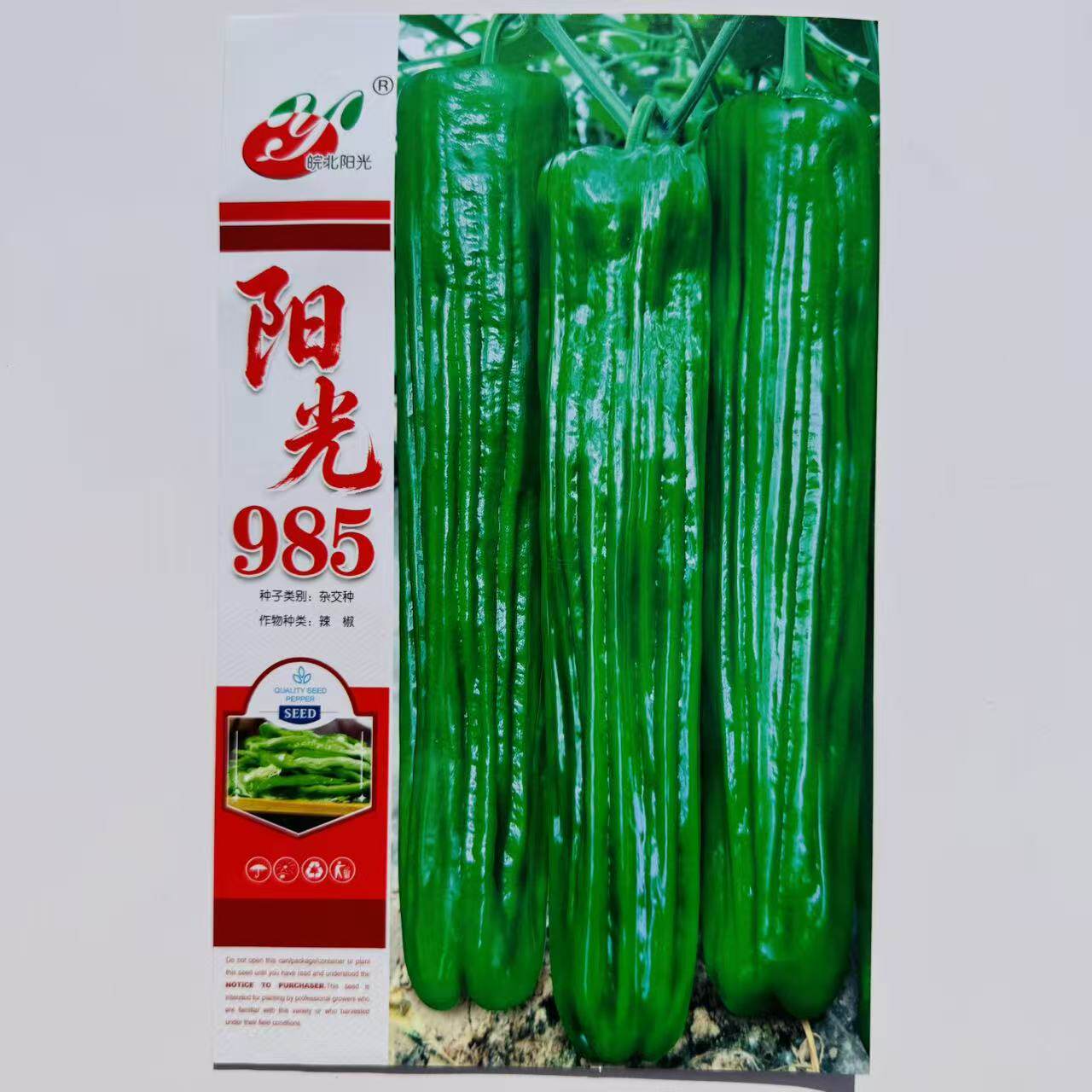 阳光985辣椒种子薄皮青椒种子早熟大果耐低温弱光春秋季蔬菜种