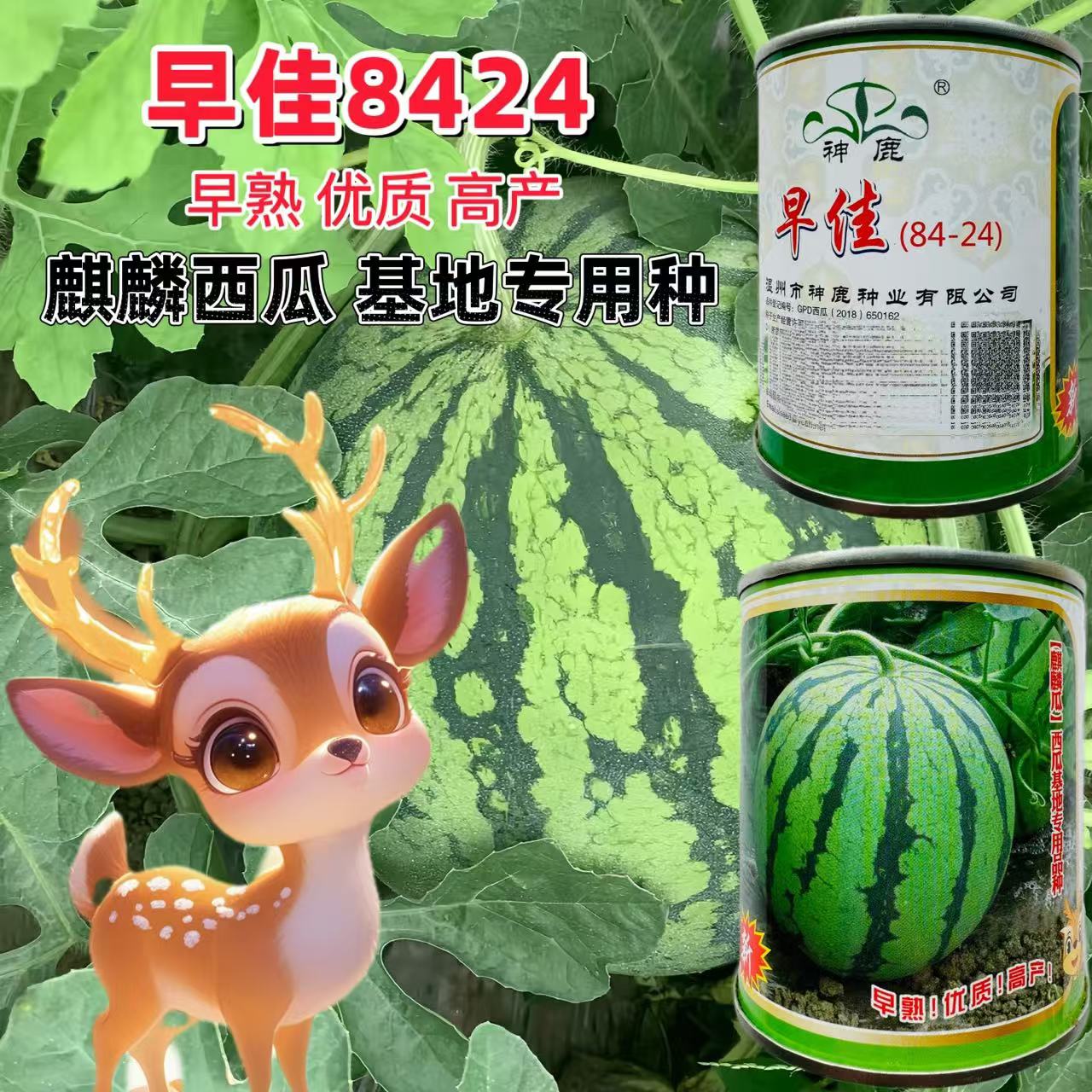 神鹿早佳8424西瓜种子早熟麒麟瓜种籽薄皮花皮麒麟瓜西瓜基地专用