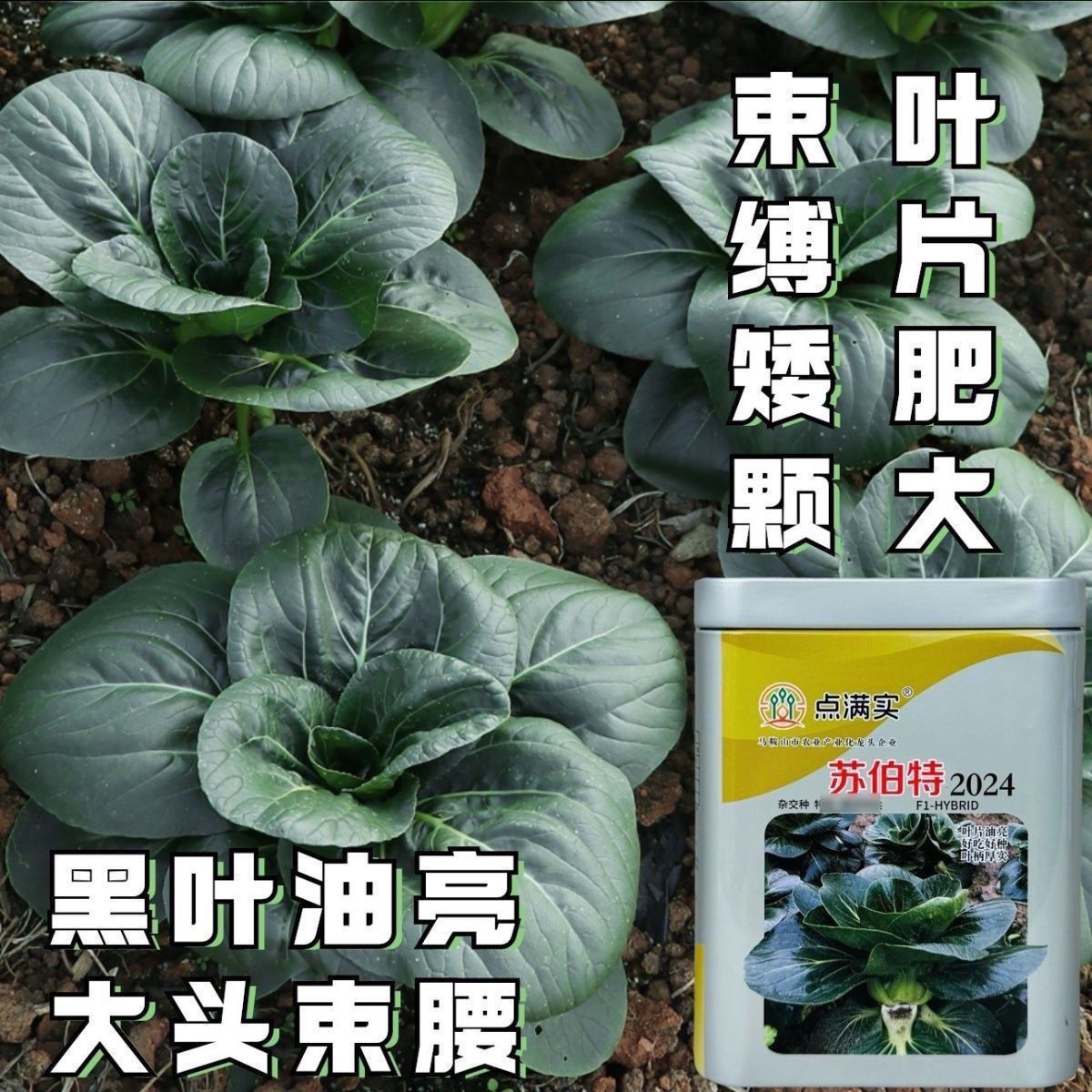 苏伯特2024杂交苏州青种子耐热耐寒叶片肥大黑叶油亮矮脚青菜种籽