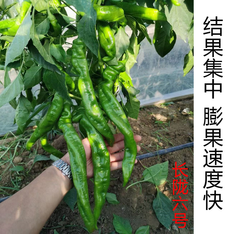 辣椒种子种苗子高产特大陇椒巨陇