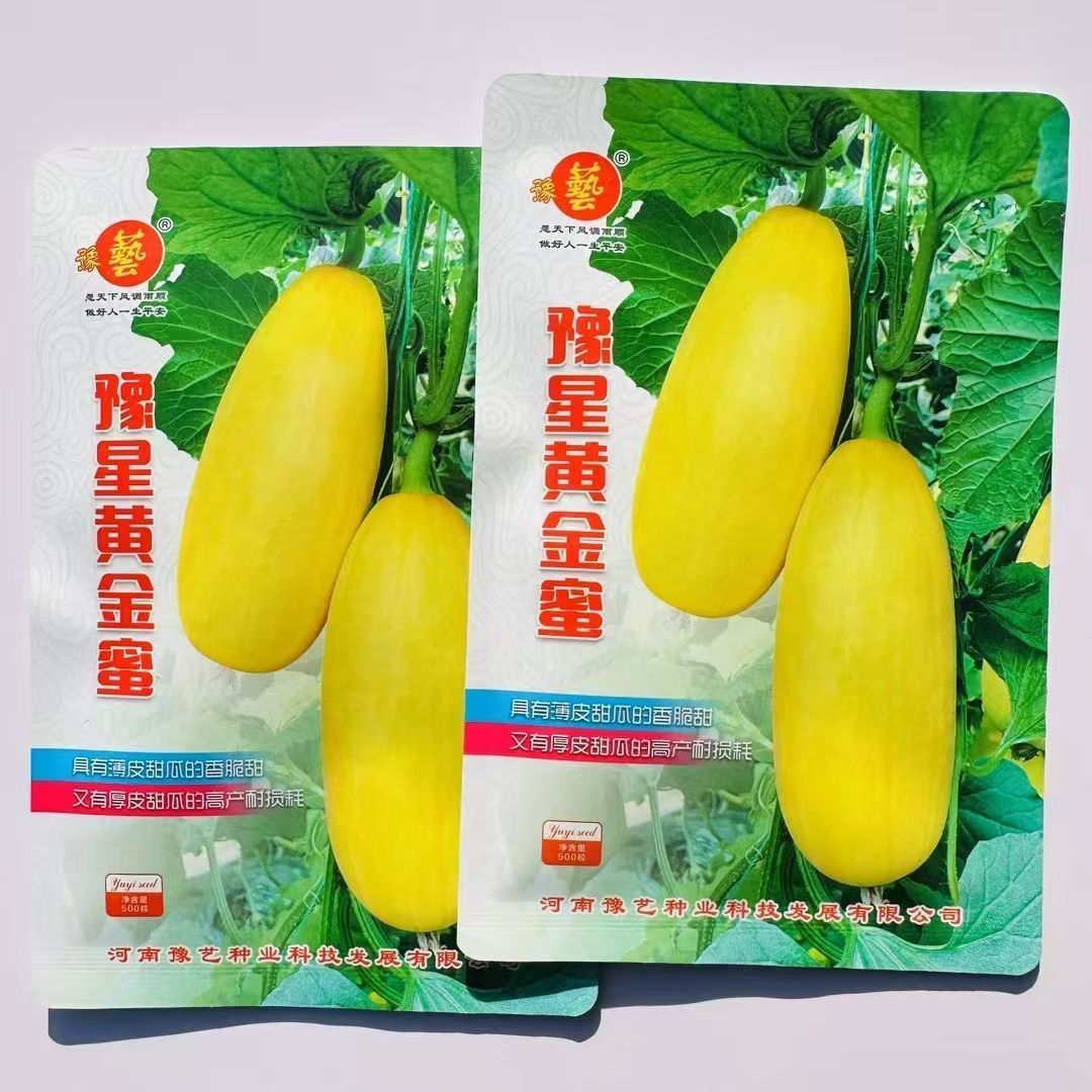 豫艺豫星黄金蜜薄皮甜瓜种籽黄皮白肉中早熟优质甜瓜种子水果种孑