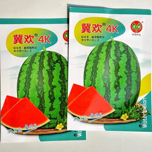 冀欢4K西瓜种子中早熟西瓜种籽花皮椭圆硬薄皮耐贮运大田西瓜种子