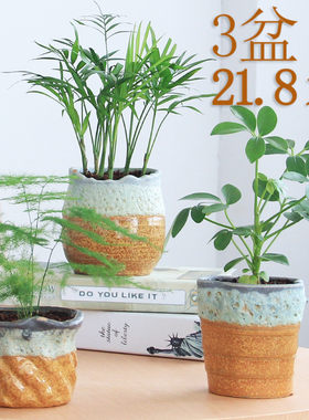 白掌文竹套装桌面吸甲醛绿植盆栽