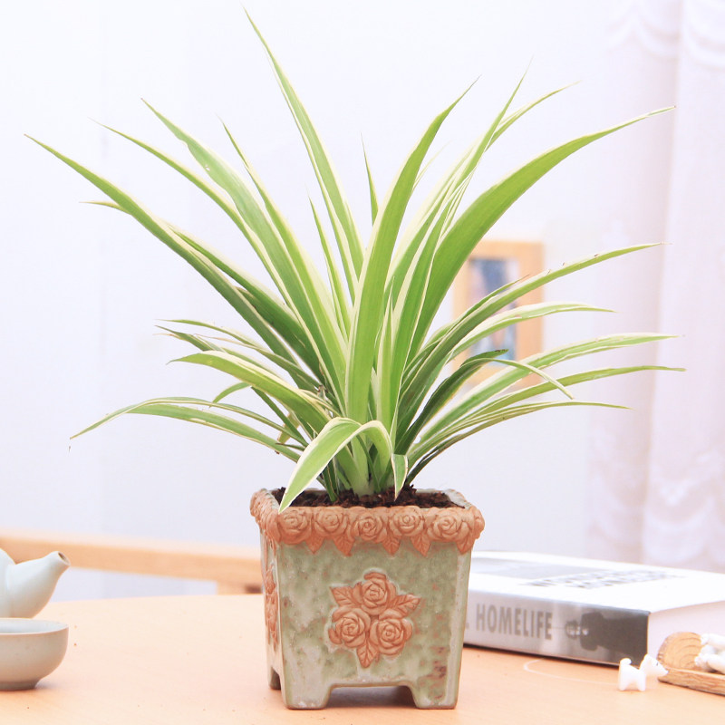 绿植盆栽发财树办公室内盆景花卉客厅绿萝金边吊兰植物花苗防辐射