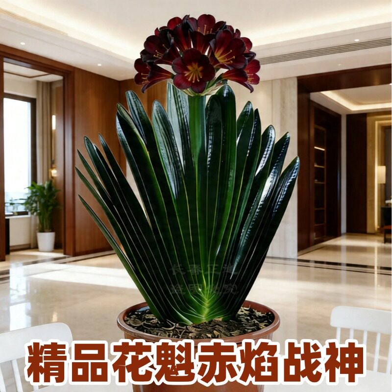 东北名贵精品君子兰 暗红花立板桌面绿植