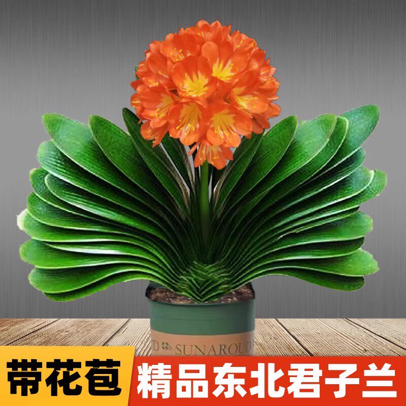 精品高端东北君子兰盆栽带花苞当年开花宽叶圆头和尚精品绿植花卉