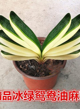 东北长春君子兰精品彩兰小苗冰绿鸳鸯覆轮麻脸一线天瓷白金丝盆栽