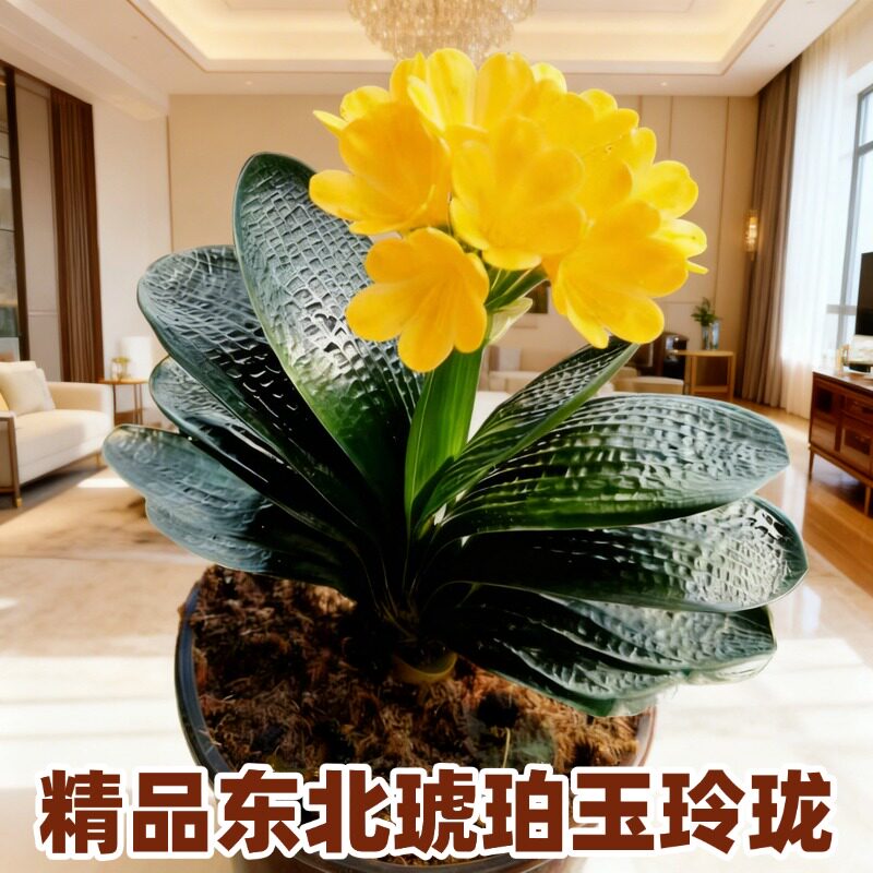 东北精品名贵君子兰 黄花玉玲珑盆栽 短叶圆头麻脸钢板油匠绿植苗
