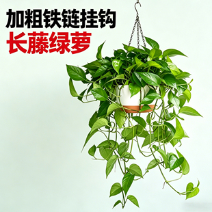 绿萝长藤款室内盆栽客厅花卉办公室绿植观叶植物垂吊悬挂式绿箩