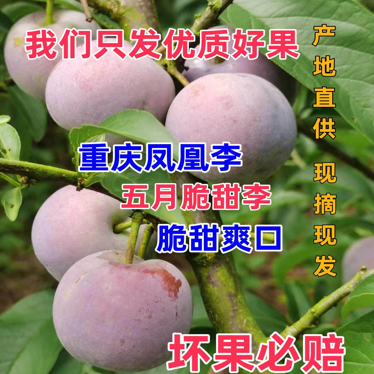 重庆合川五月脆李子凤凰李脱骨李蜂糖李孕妇应季新鲜水果现摘现发