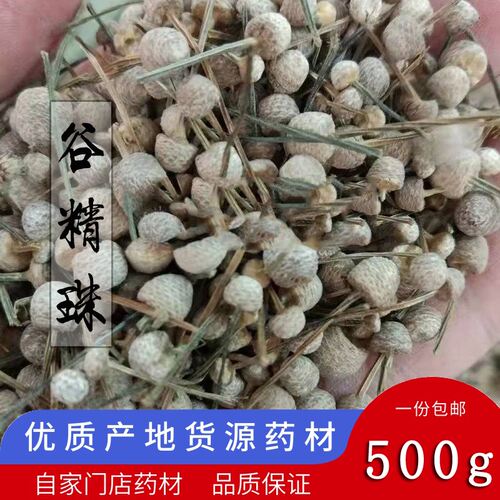 小颗谷精珠500g谷精草谷精头鼓槌草流星天星草耳朵刷子珍珠草