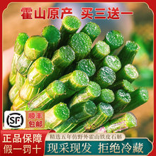 霍山铁皮石斛鲜条中药材新鲜石斛官方1斤500g正品 安徽冠农旗舰店