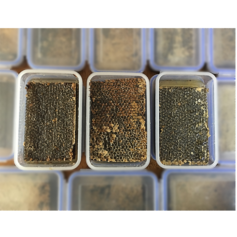 现割老蜂巢蜜块1斤农家土养自产嚼着吃的黑蜂巢蜜保鲜盒装峰槽蜜