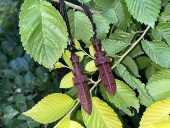 天然红枣木·挂脖佩戴 2个699元