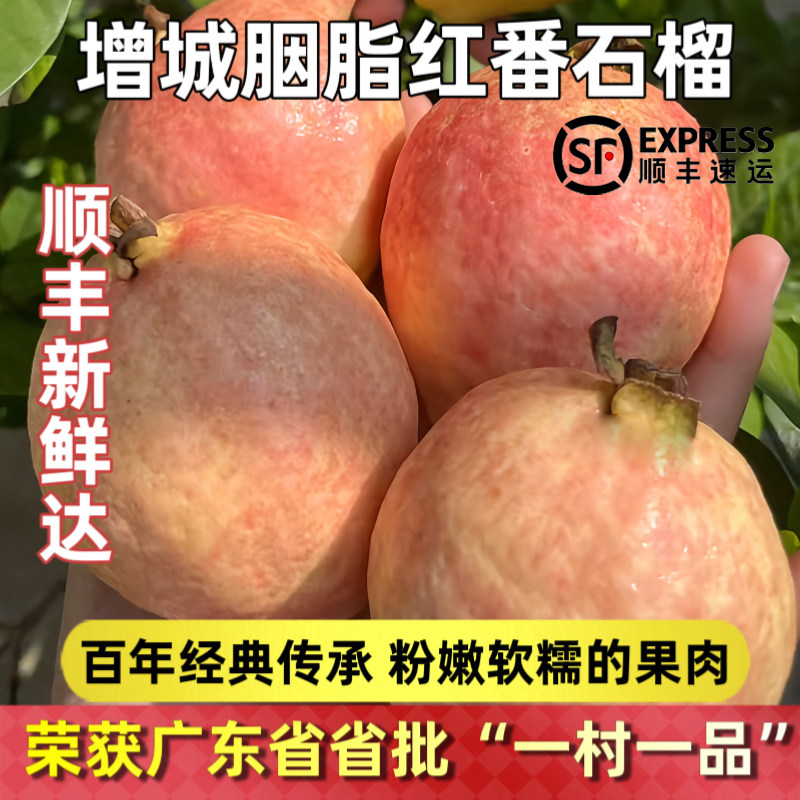 广州增城胭脂红芭乐树上熟红心番石榴粉嫩软糯香甜鸡屎果孕妇顺丰