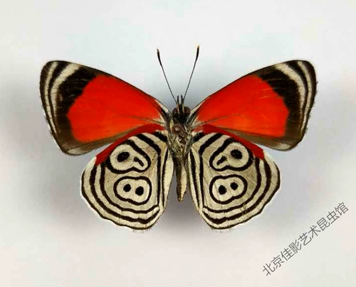 Цзяин, перуанская бабочка с красным водоворотом Diaethria clymena. Происхождение: Перу. Примерно на 5 см после раскрытия крыльев.