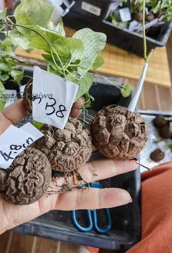 南非龟甲龙盆栽块根多肉植物