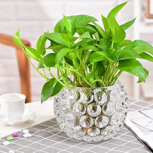 水培器皿创意玻璃花盆水样植物瓶透明花器绿萝铜钱草圆形容器摆件