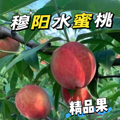 正宗福安穆阳水蜜桃福安特产新鲜现摘现发超甜多汁大果