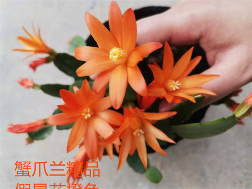 蟹爪兰花卉室内办公室四季多色蟹