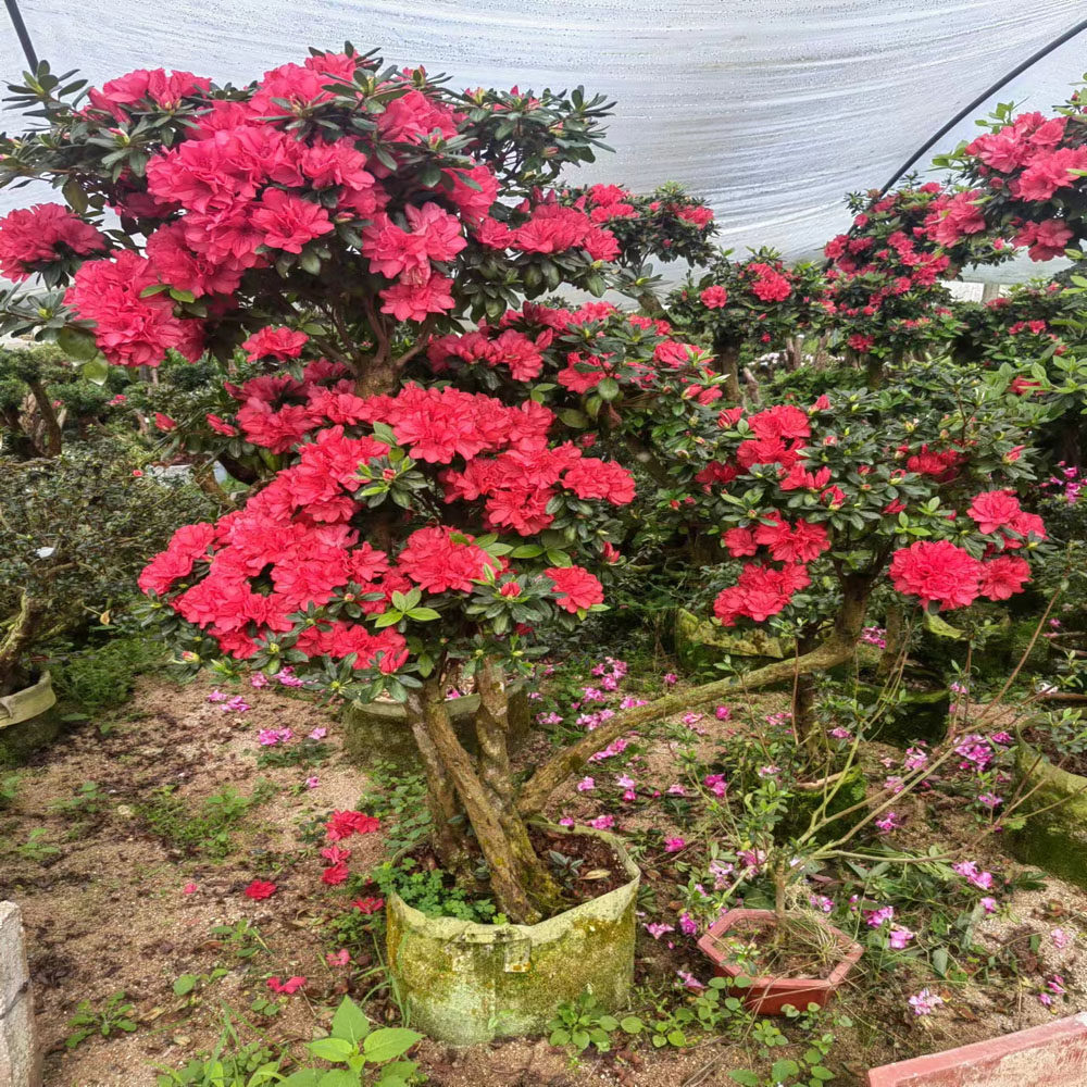 杜鹃老桩嫁接百合鹃之舞嫁接皋月多色重瓣花型阳台室外庭院别墅