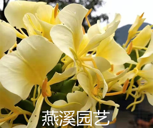 野姜花浓香花金黄白色块茎盆栽花蝴蝶百合夏季开花易种满10元包邮
