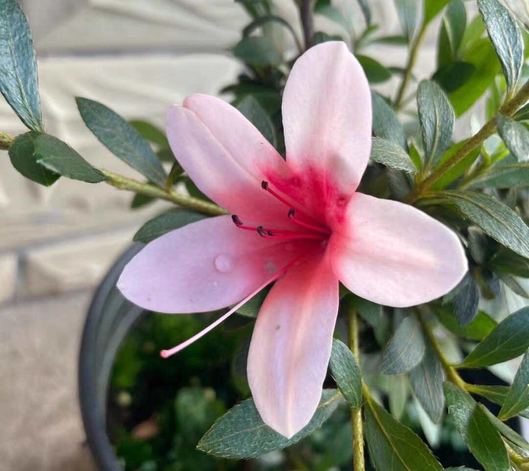 日之丸杜鹃皋月原生苗老桩盆栽