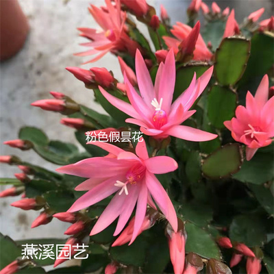 新品蟹爪兰假昙花多色重瓣蟹爪兰