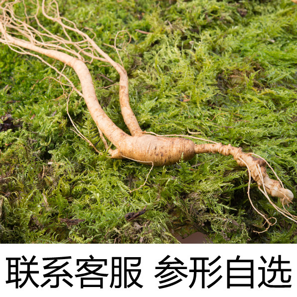 东北吉林长白山整枝新鲜林下籽山参20年鲜参