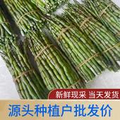 6年铁皮石斛鲜条石斛条基地直销新鲜发货枫斗干条煲汤滋补养生