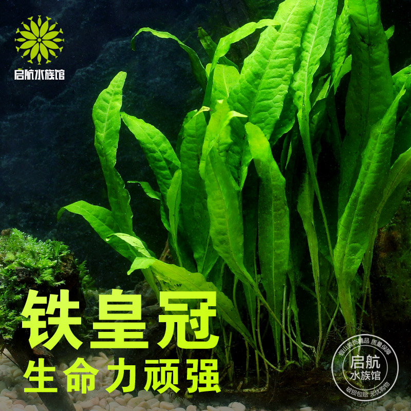 铁皇冠懒人水草易活真水草活体水草鱼缸造景水族箱装饰不用泥沙子
