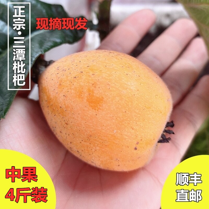 黄山三潭枇杷果新鲜孕妇水果五星农家树熟野生土枇杷中果琵琶顺丰