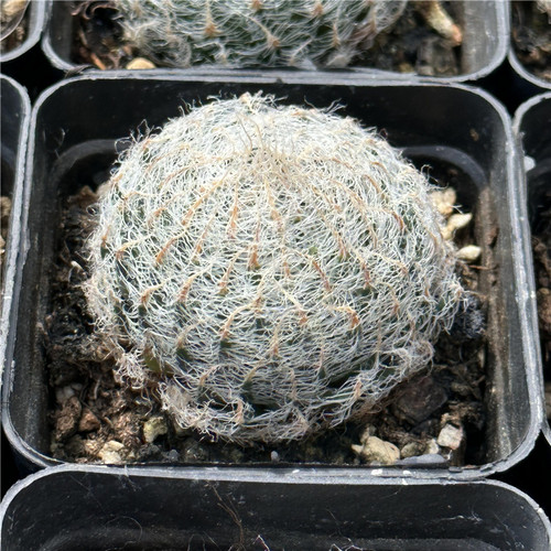 钢丝球十二卷软毛不扎手