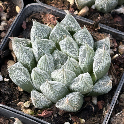 白狐 多肉植物 十二卷 7厘米盆 毛玉露 单头 一件包邮 不仅布蔓