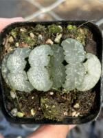 The White Bear Jade Fan Twelve Rolls is a succulent plant. It comes in a 7-cm pot with large white transparent leaves. Free shipping thumbnail 3
