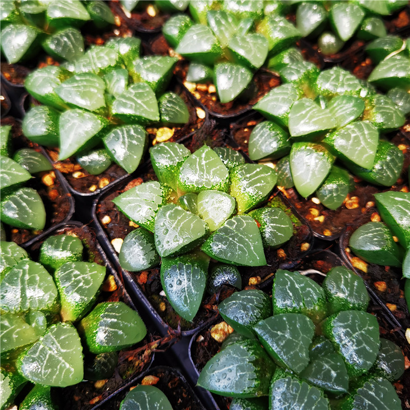 植物不仅布蔓室内好养有趣多肉