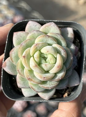 星星珍妮 多肉植物 6.5厘米盆 单头橘红色  一件包邮 不仅布蔓