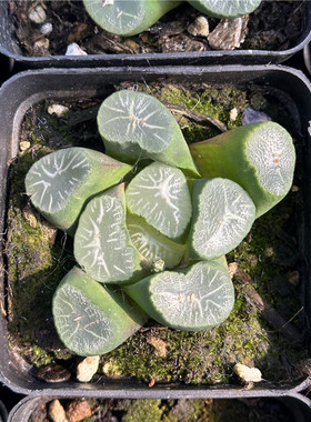 雪国万象 多肉植物 十二卷 7厘米盆 规整周正  一件包邮 不仅布蔓