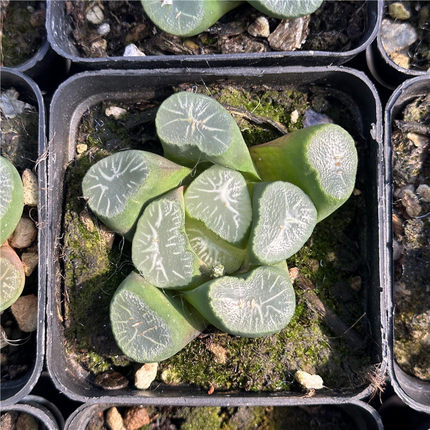 雪国万象 多肉植物 十二卷 7厘米盆 规整周正  一件包邮 不仅布蔓