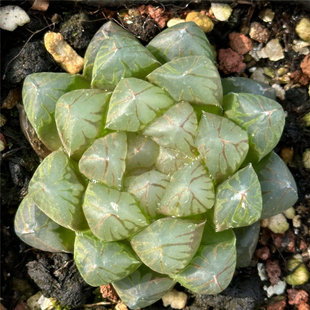 龙爪玉露 十二卷属 多肉植物 7厘米盆黑底红纹 一件包邮 不仅布蔓