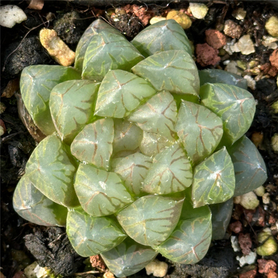 龙爪玉露7厘米盆黑底红纹