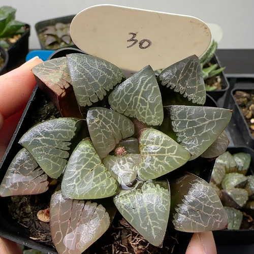 浓白纹 30