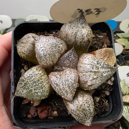 紫肌青蟹 383