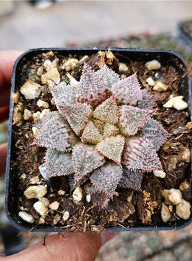 彩虹青蟹多肉植物单头不仅布蔓