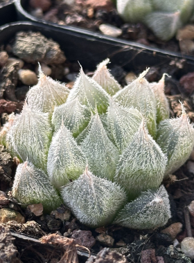 白泽 多肉植物 十二卷 7厘米盆 白色毛玉露  一件包邮 不仅布蔓