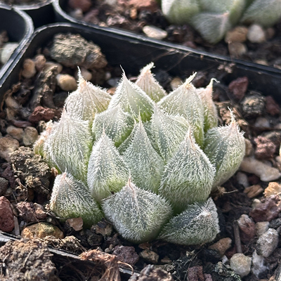 白泽7厘米盆毛玉露包邮