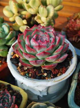 侧影 多肉植物  9厘米盆 红色冰边 单头 一件包邮 不仅布蔓