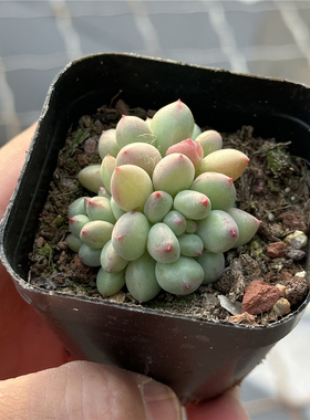 精灵奶酪 多肉植物 6.5厘米盆 奶绿色 红尖  一件包邮 不仅布蔓